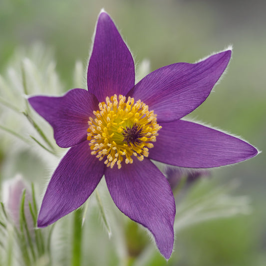 Pulsatilla vulgaris
