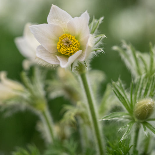 Pulsatilla vulgaris 'Alba'
