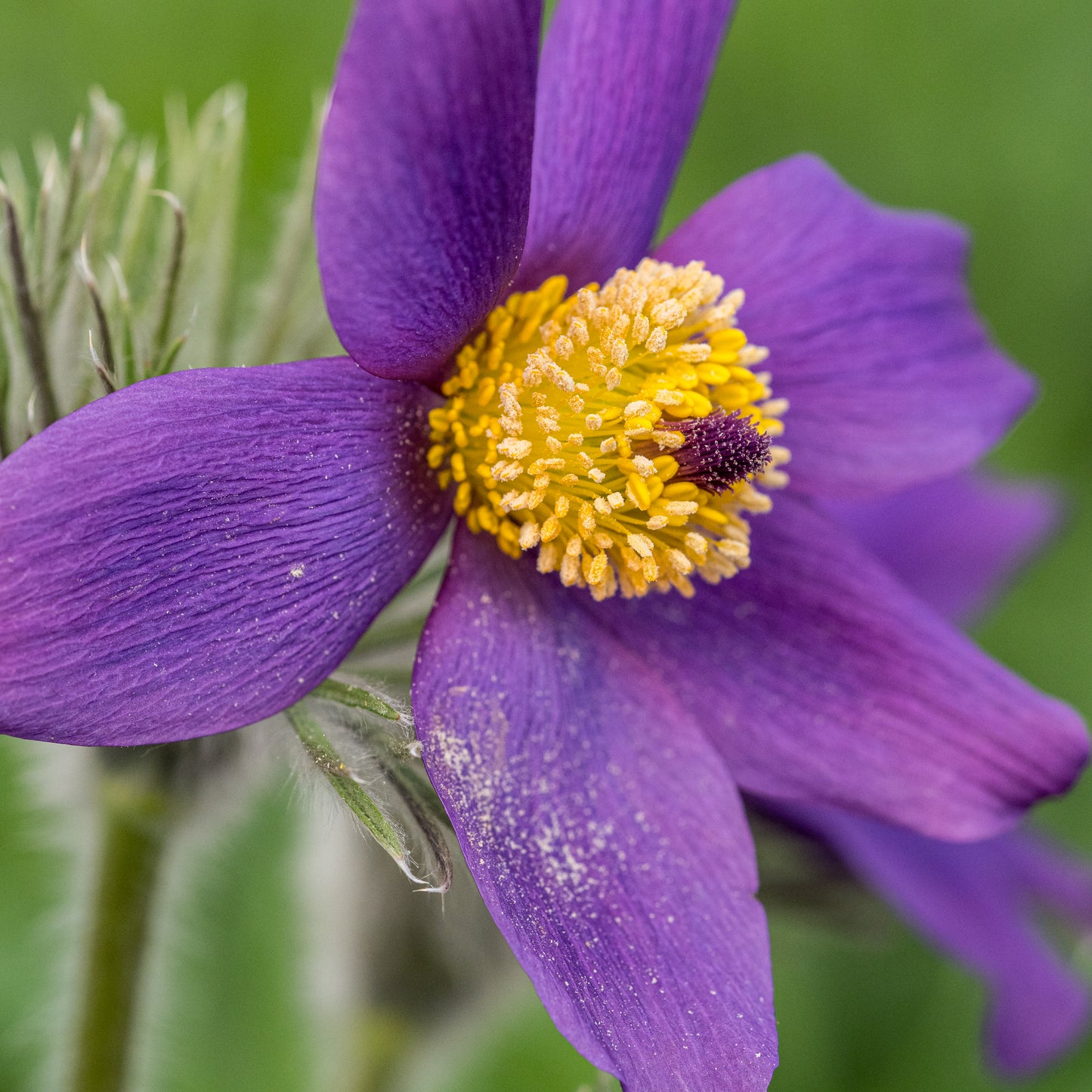 Pulsatilla vulgaris 'Blaue Glocke' - Hardy's Cottage Garden Plants