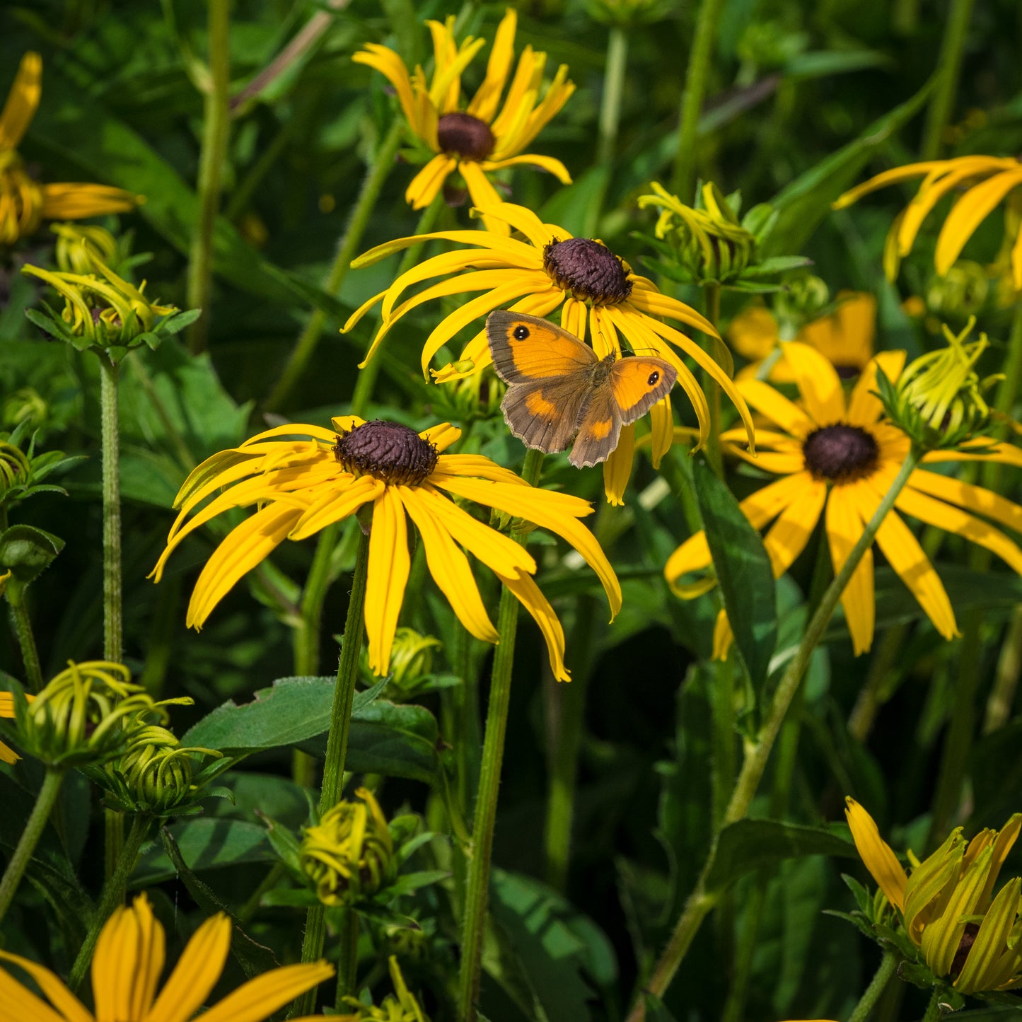 Rudbeckia fulgida var. sullivantii 'Goldsturm' - Hardy's Cottage Garden Plants