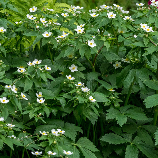 Ranunculus aconitifolius — masses of small white flowers with yellow centres on branching stems above dark green lobed foliage