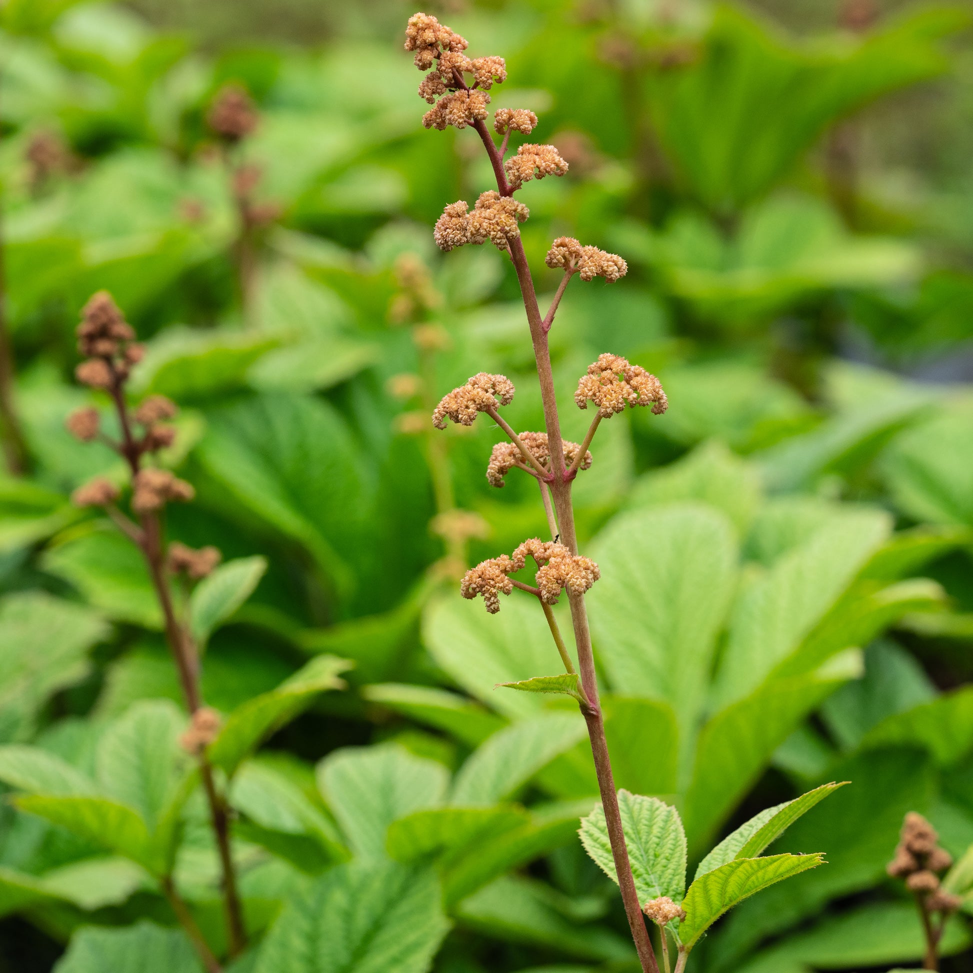 Rodgersia 'Irish Bronze' - Hardy's Cottage Garden Plants