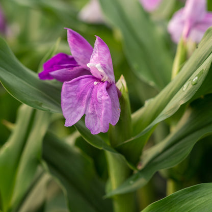 Roscoea auriculata 'Floriade' - Hardy's Cottage Garden Plants