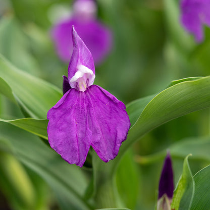 Roscoea auriculata 'Floriade' - Hardy's Cottage Garden Plants