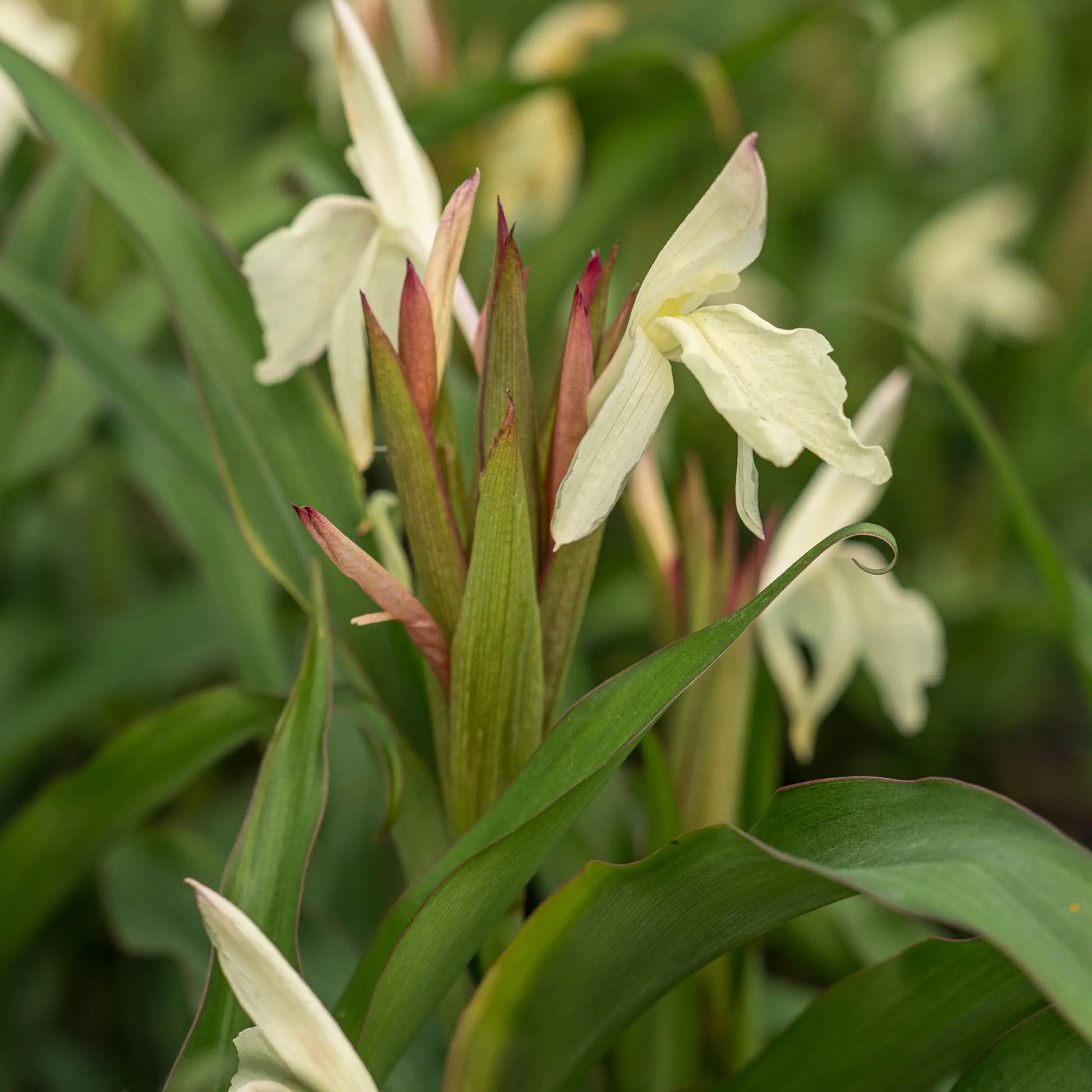 Roscoea × beesiana — creamy yellow flowers above strap-like green foliage with red margins