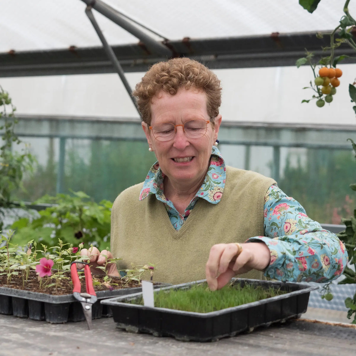 Rosy Hardy workshops: Autumn propagation - Hardy's Cottage Garden Plants