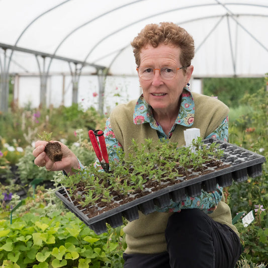 Rosy Hardy workshops: Autumn propagation - Hardy's Cottage Garden Plants