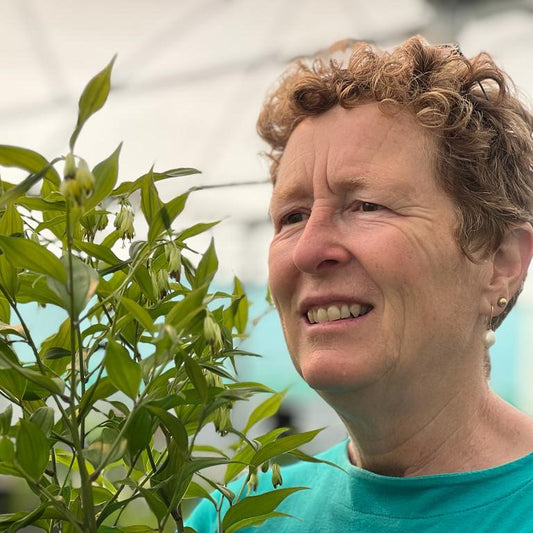 Rosy Hardy talk series: Early Summer Flowering Perennials 10 June 2026