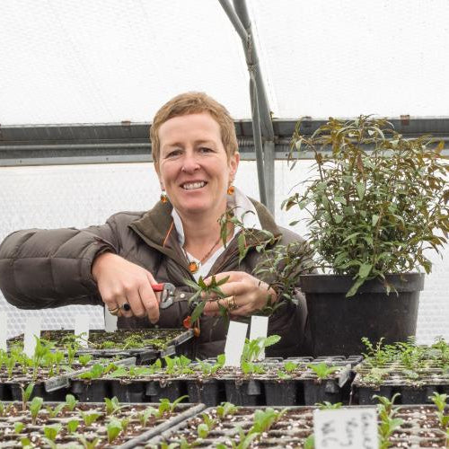 Rosy Hardy workshops: Autumn propagation 15 September 2026 - Hardy's Cottage Garden Plants