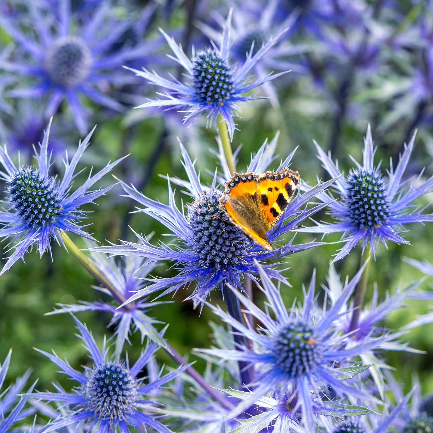 Rosy Hardy talk series: Mid Summer Flowering Perennials 1 July 2026