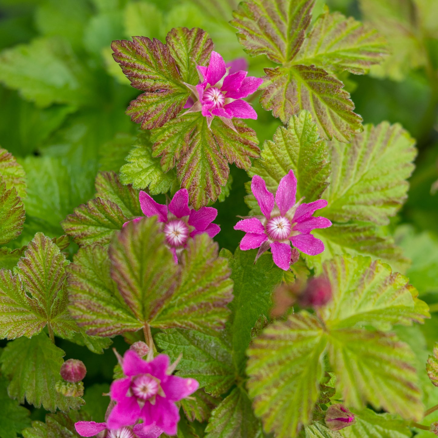 Rubus arcticus subsp. stellarcticus 'Sofia'