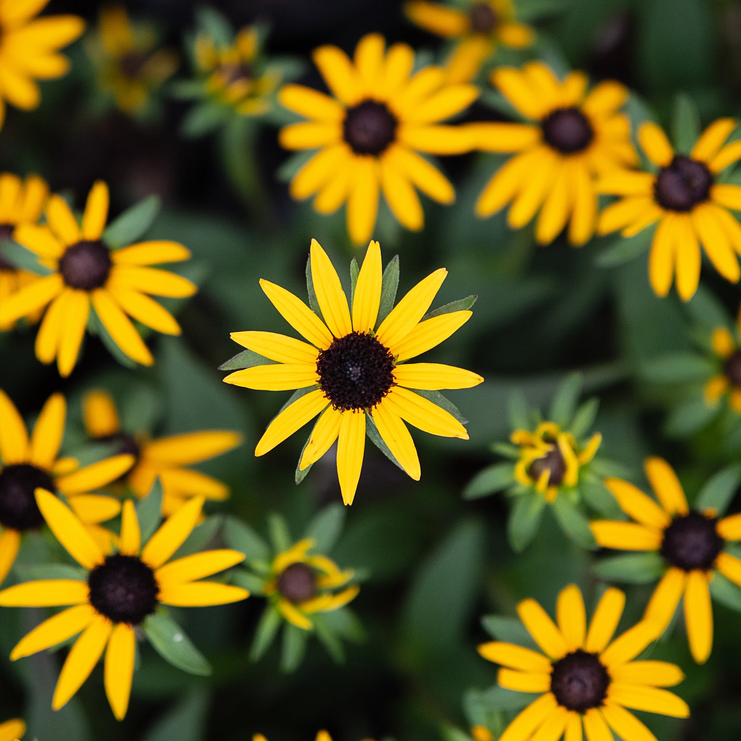 Rudbeckia 'Little Goldstar'