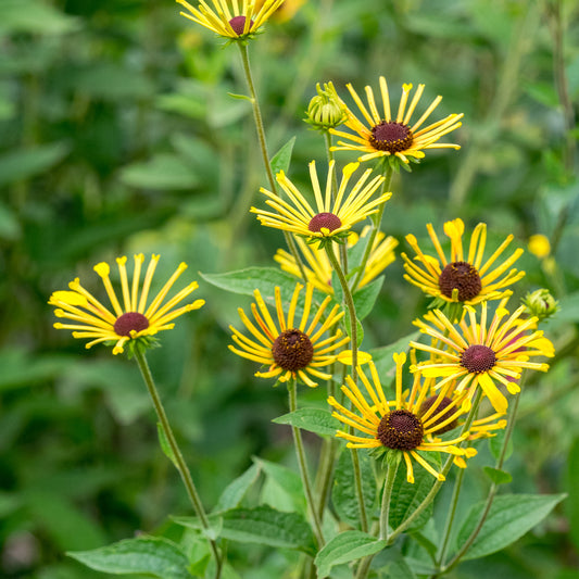 Rudbeckia subtomentosa 'Little Henry'