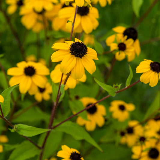 Rudbeckia triloba