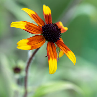 Rudbeckia triloba 'Prairie Glow' - Hardy's Cottage Garden Plants