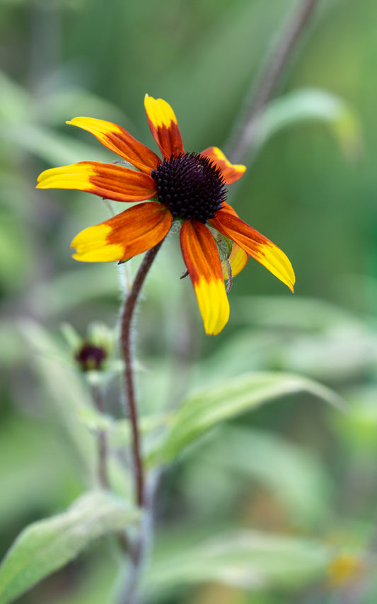 Rudbeckia triloba 'Prairie Glow' - Hardy's Cottage Garden Plants