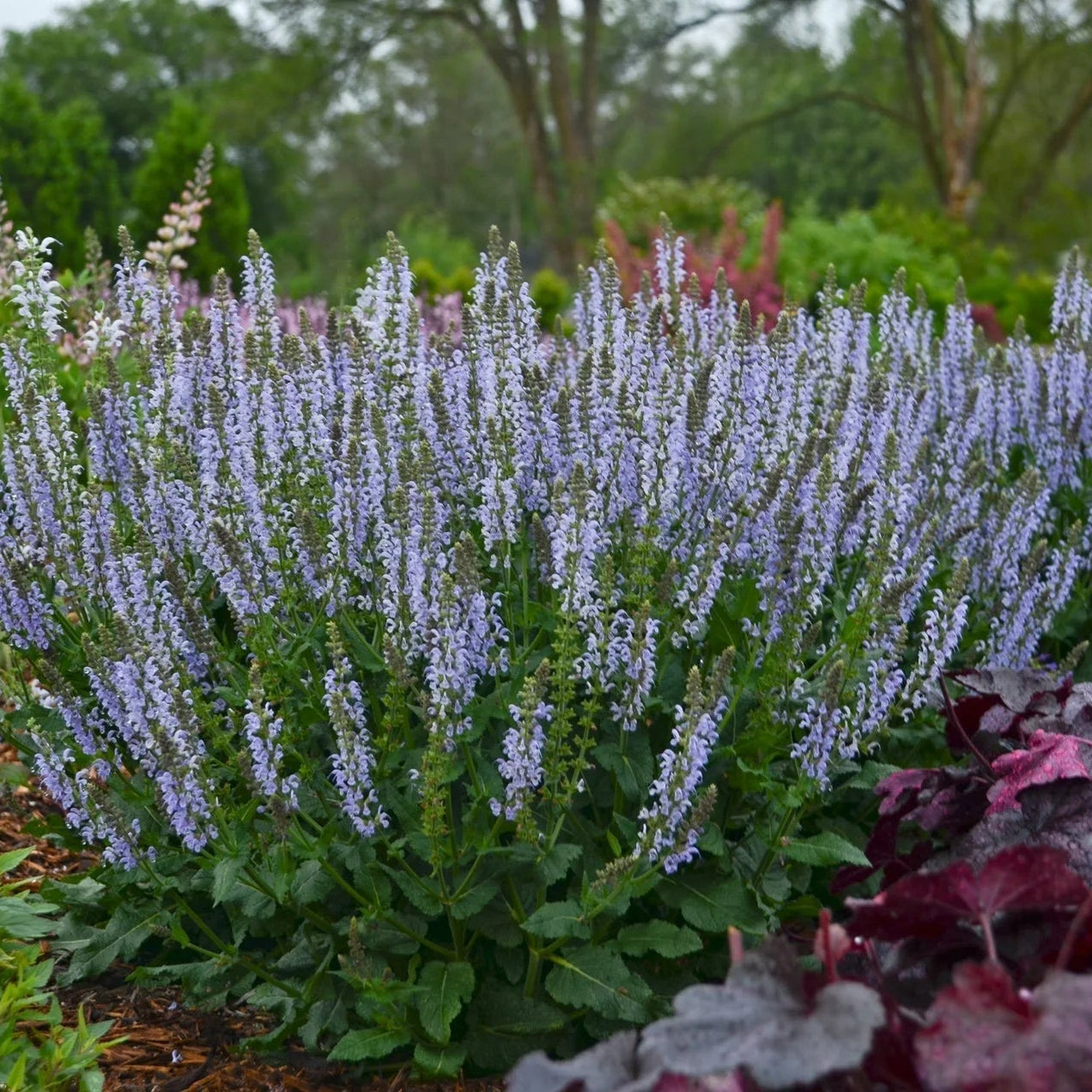Salvia × sylvestris 'Crystal Blue'PBR (Color Spires Series) - Hardy's Cottage Garden Plants