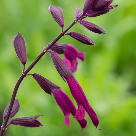 Salvia Love and Wishes ('Serendip6' PBR) - Hardy's Cottage Garden Plants
