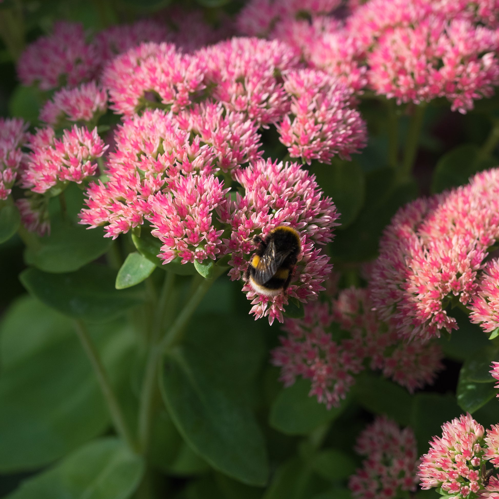 Hylotelephium × mottramianum 'Herbstfreude' - Hardy's Cottage Garden Plants