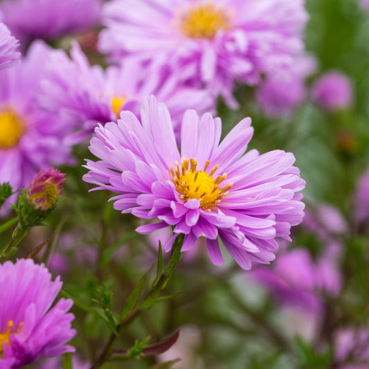 Symphyotrichum novi-belgii 'Janet McMullen'
