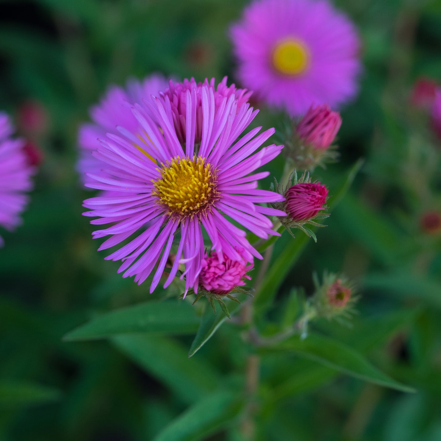 Symphyotrichum novae-angliae 'Rudelsburg'