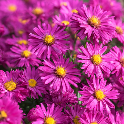 Symphyotrichum novi-belgii 'Neron' - Hardy's Cottage Garden Plants