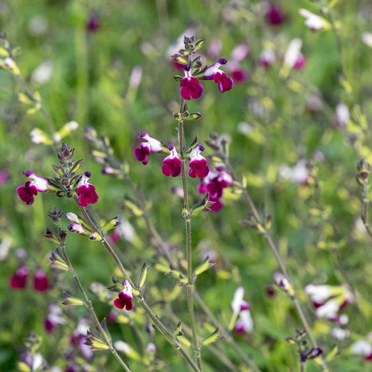 Salvia Amethyst Lips ('Dyspurp') - Hardy's Cottage Garden Plants