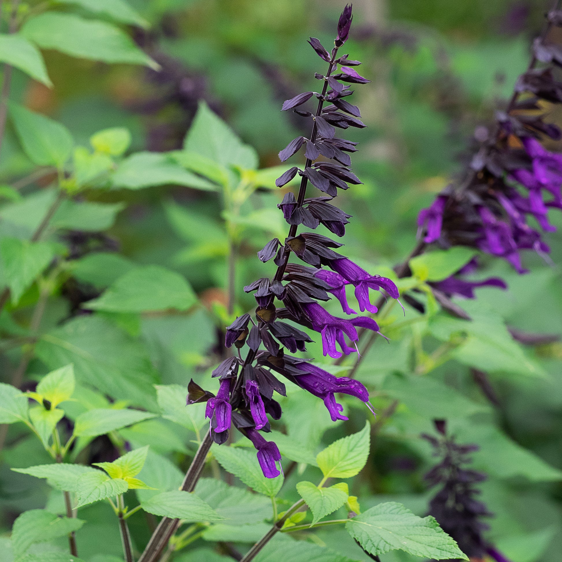 Salvia 'Amistad' - Hardy's Cottage Garden Plants