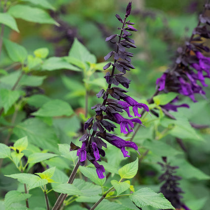Salvia 'Amistad' - Hardy's Cottage Garden Plants