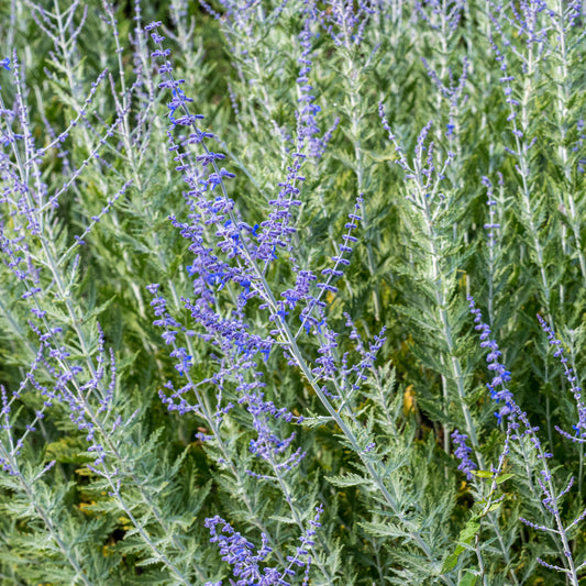 Salvia 'Blue Spire' (Pe)