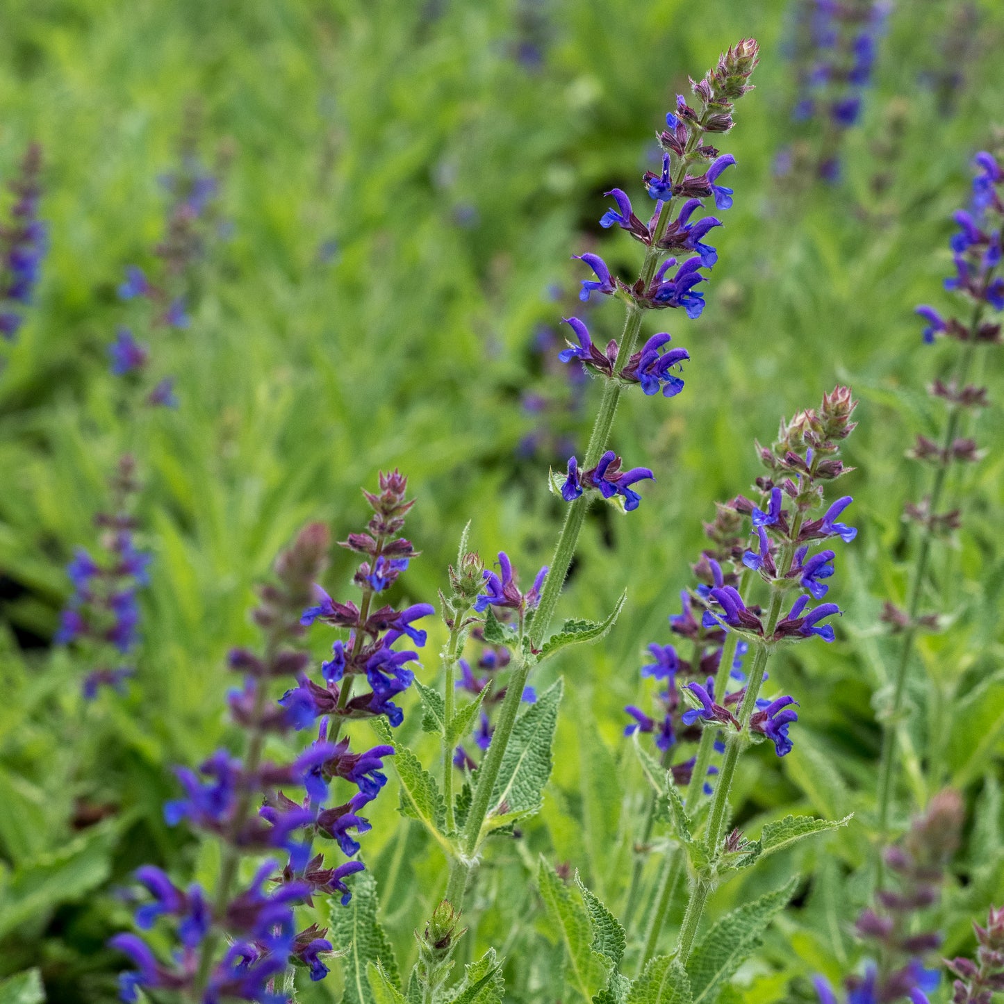 Salvia x sylvestris 'Rugen' - Hardy's Cottage Garden Plants
