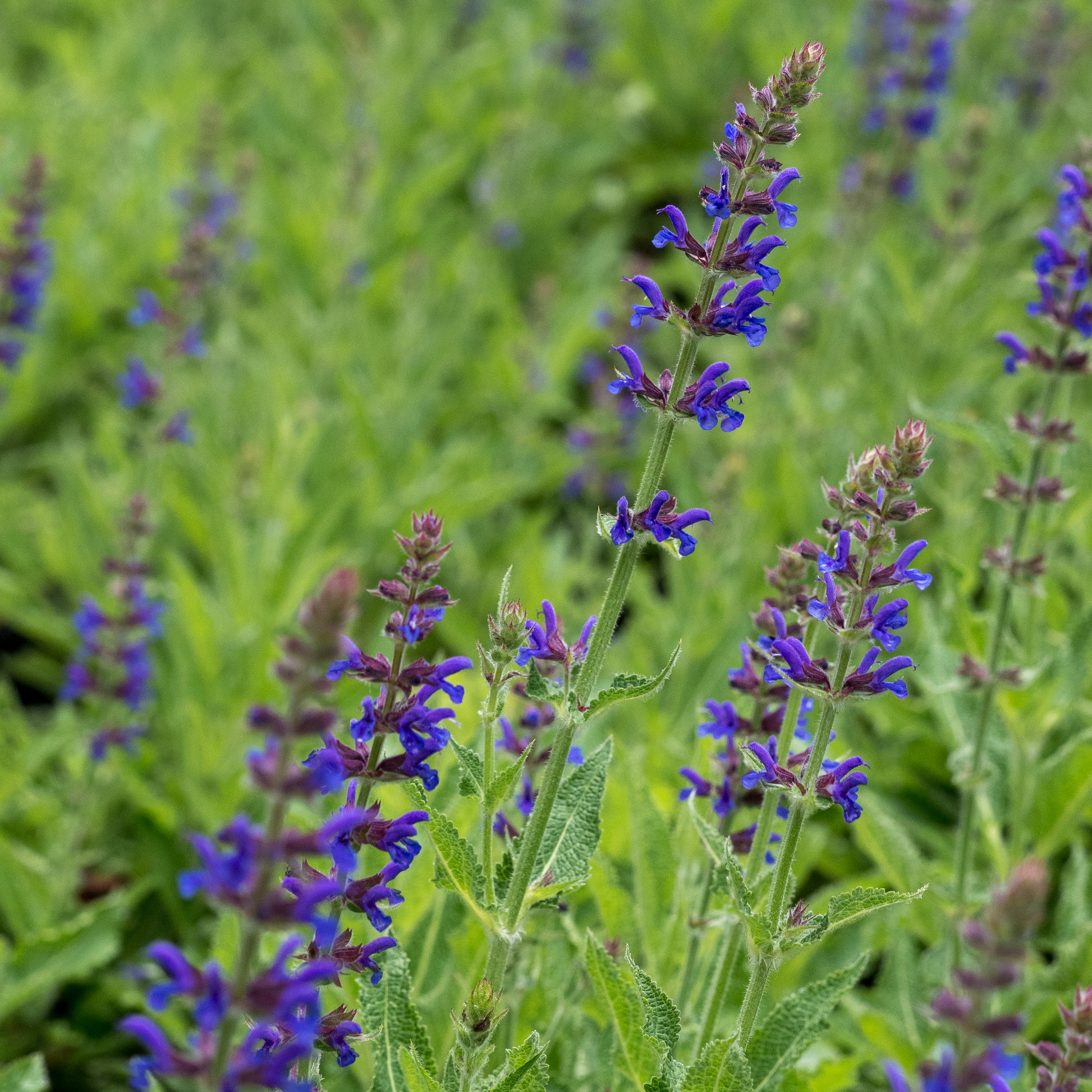 Salvia x sylvestris 'Rugen' - Hardy's Cottage Garden Plants