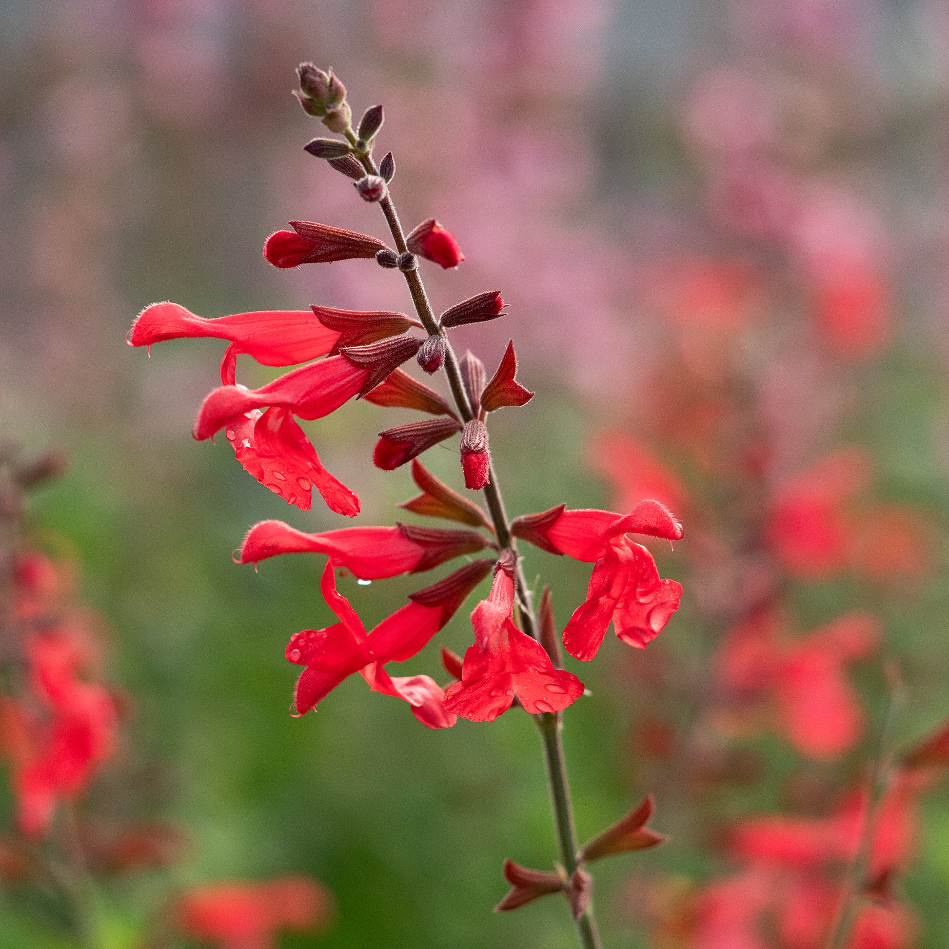 Salvia 'Silke's Dream' - Hardy's Cottage Garden Plants