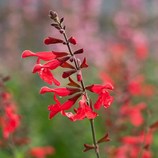 Salvia 'Silke's Dream'