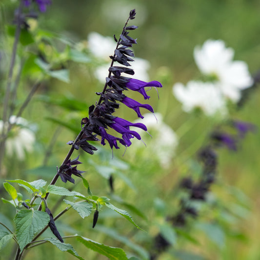 Salvia 'Amistad' - Hardy's Cottage Garden Plants
