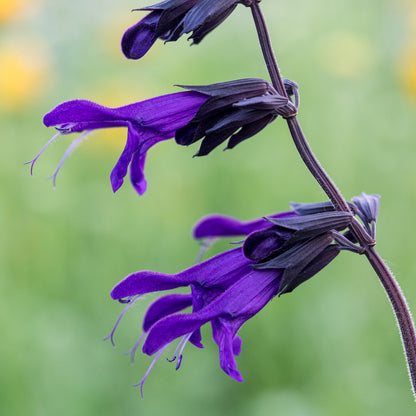Salvia 'Amistad' - Hardy's Cottage Garden Plants
