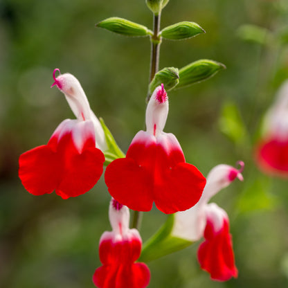 Salvia 'Hot Lips' - Hardy's Cottage Garden Plants