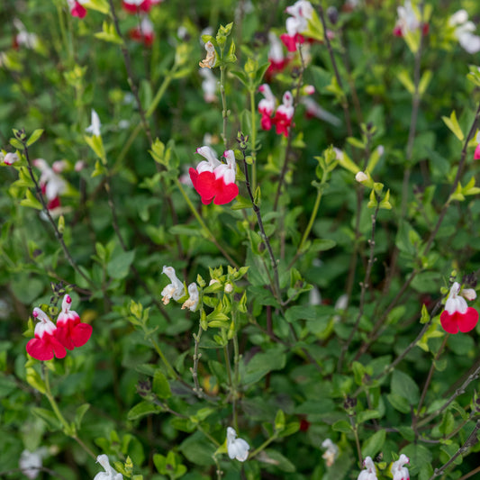 Salvia 'Hot Lips' - Hardy's Cottage Garden Plants