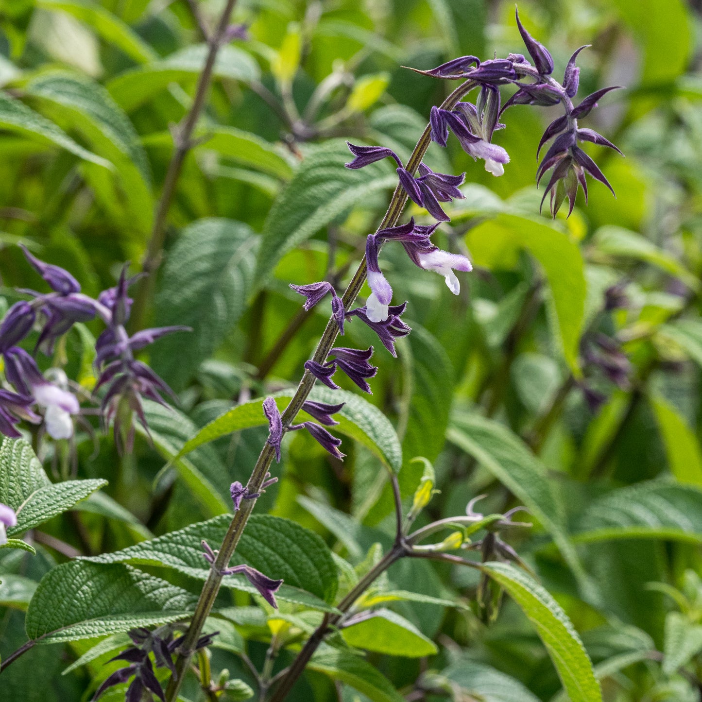 Salvia 'Phyllis' Fancy' - Hardy's Cottage Garden Plants