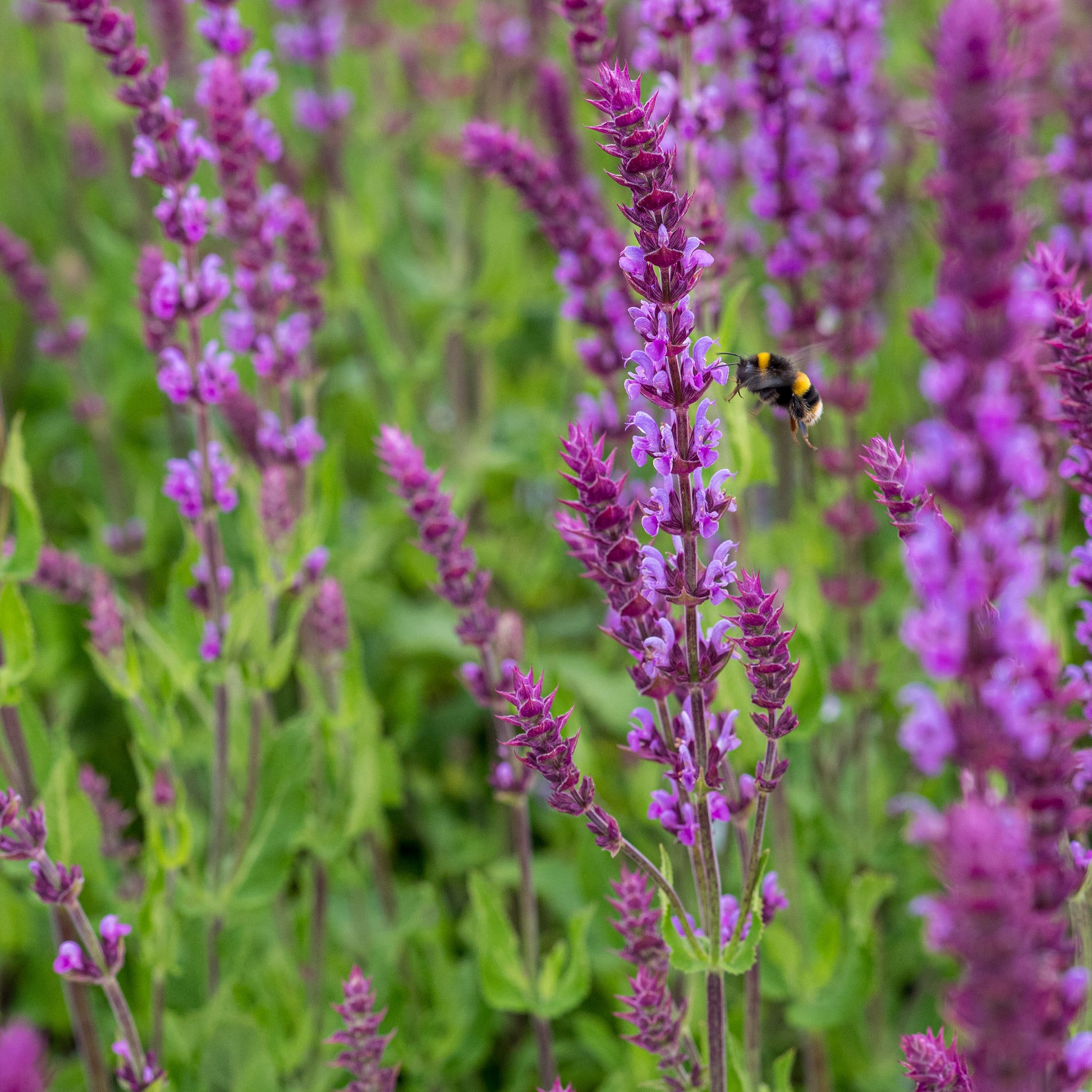 Salvia nemorosa 'Amethyst' - Hardy's Cottage Garden Plants