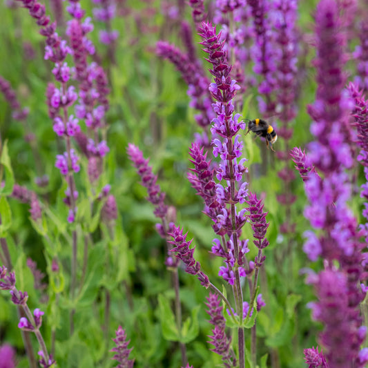 Salvia nemorosa 'Amethyst'