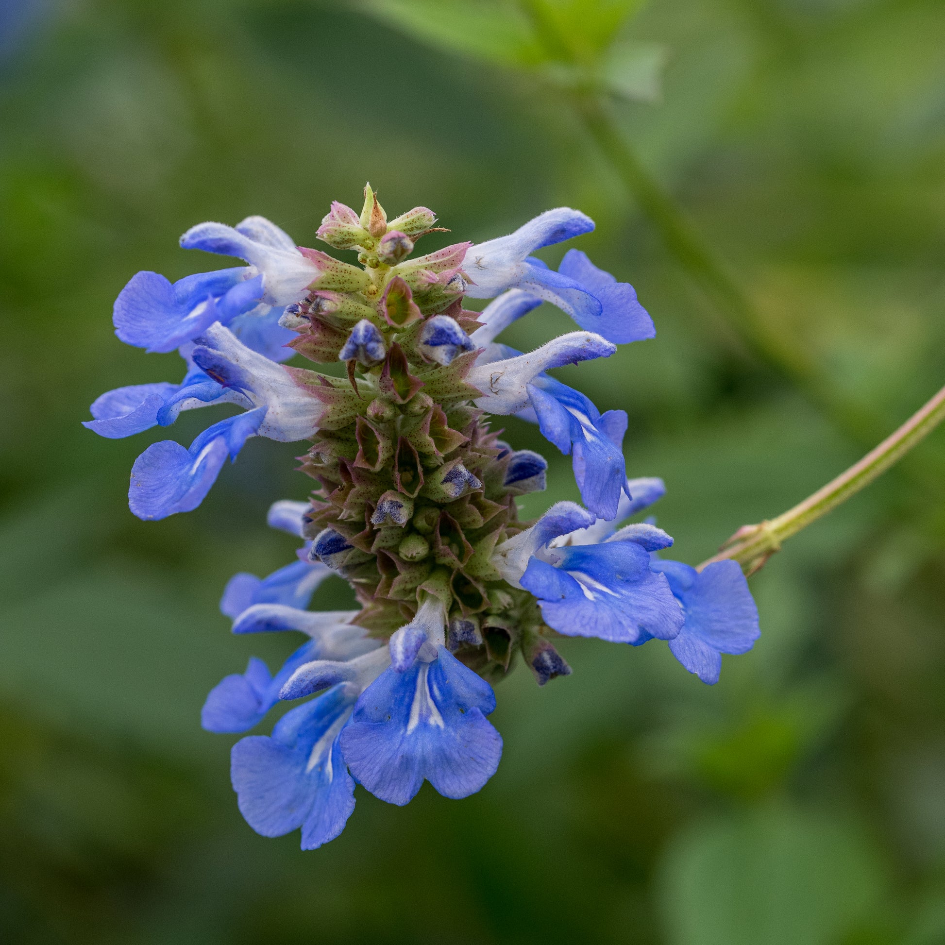 Salvia uliginosa - Hardy's Cottage Garden Plants