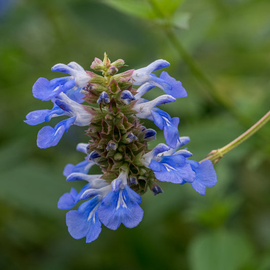 Salvia uliginosa - Hardy's Cottage Garden Plants
