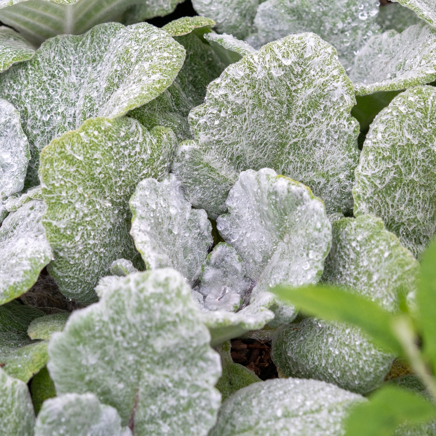 Salvia argentea