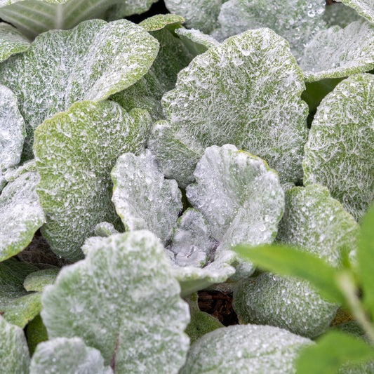 Salvia argentea