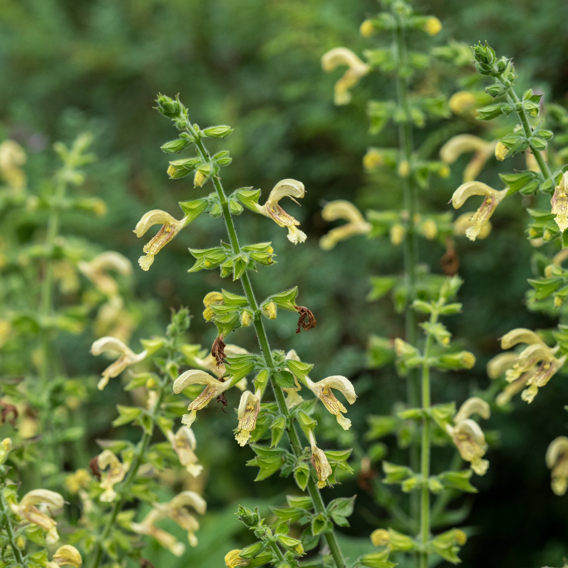 Salvia glutinosa - Hardy's Cottage Garden Plants