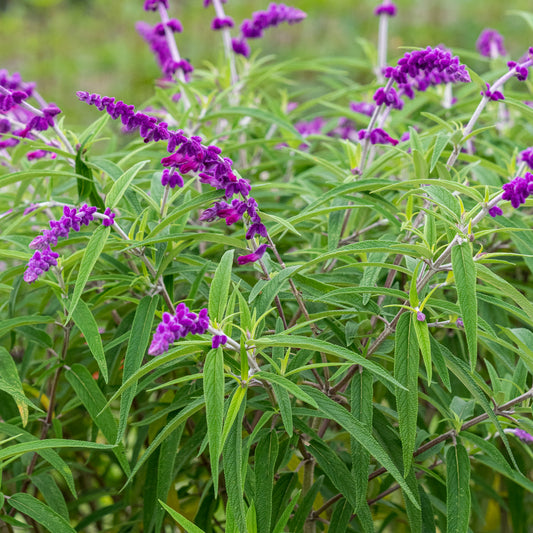 Salvia leucantha 'Purple Velvet'