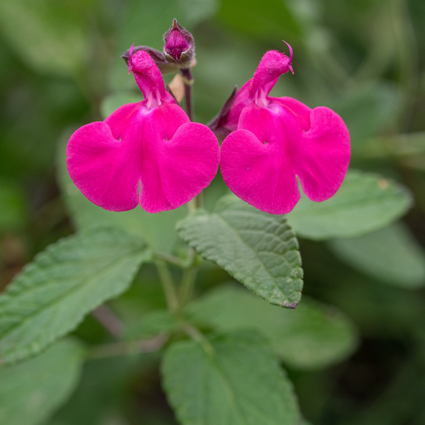 Salvia microphylla 'Cerro Potosí' - Hardy's Cottage Garden Plants