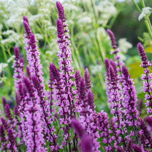 Salvia 'Caradonna Pink Inspiration'