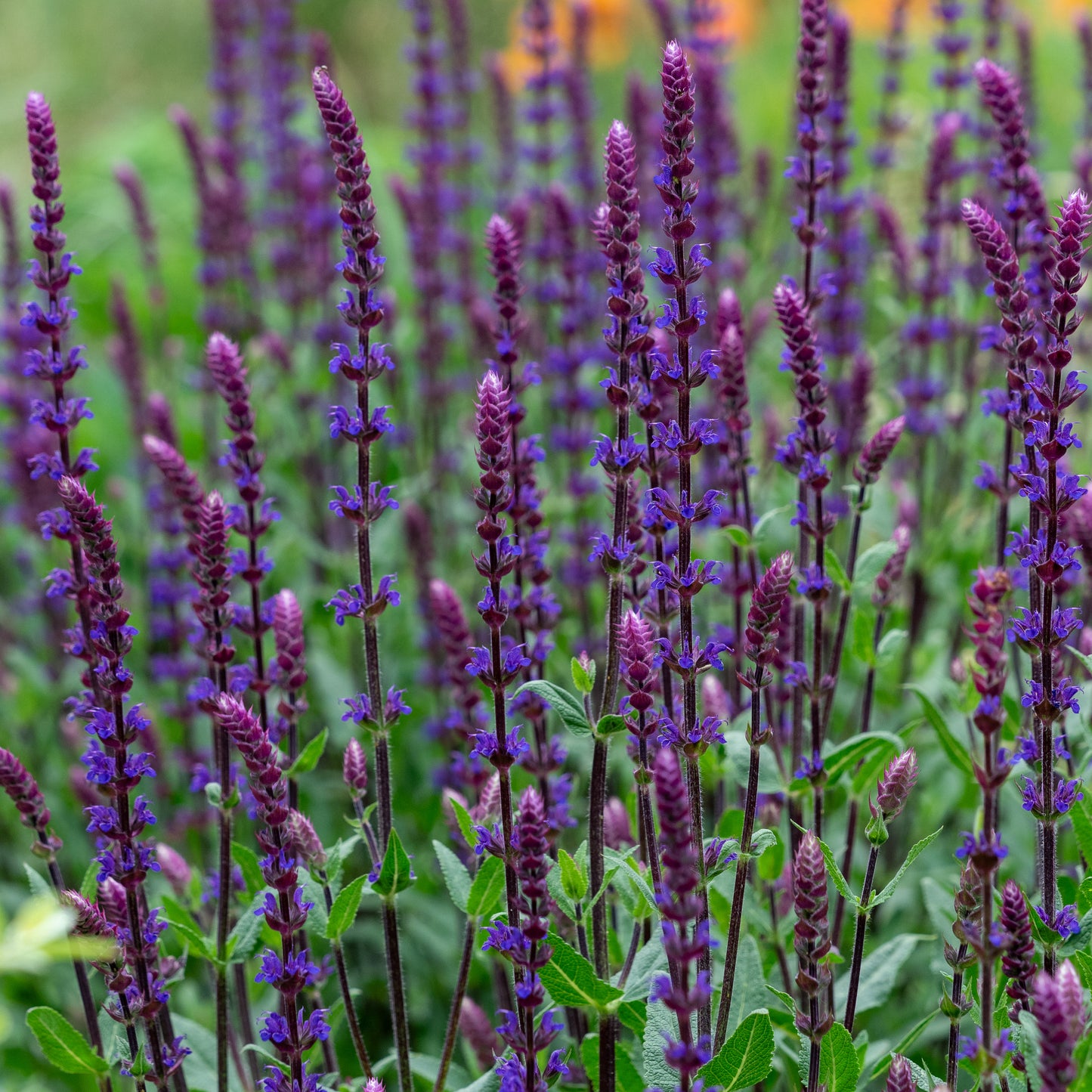 Salvia nemorosa 'Caradonna'